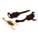 chocolate-covered-scorpions-600x800