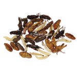 mixed-edible-insects-600x800